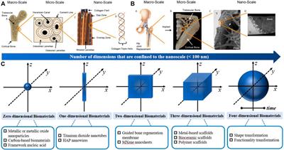 Functionalized multidimensional biomaterials for bone microenvironment engineering applications: Focus on osteoimmunomodulation
